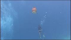 Vilamendhoo Reef, Maldives. Fot. M. Lewandowski, 2024