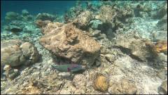 Vilamendhoo Reef crest, Maldives. Fot. M. Lewandowski, 2024